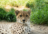 5-06-2019-1-l-v-prazske-zoo_3.jpg