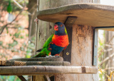 5-06-2019-1-l-v-prazske-zoo_5.jpg