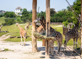 5-06-2019-1-l-v-prazske-zoo_4.jpg