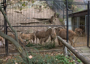 7f0of7nl80_15-11-2017-3-ch-v-zoo-praha_1
