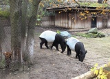 15-11-2017-3-ch-v-zoo-praha_4.jpg