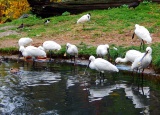 15-11-2017-3-ch-v-zoo-praha_13.jpg