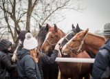 28-02-2018-praxe-chovatelu-zemsky-hrebcinec-pisek_19.jpg