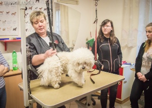 ywun16oztd_3-05-2018-praxe-3-ch-psi-salon-jana_1