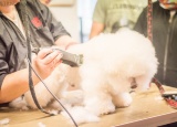 3-05-2018-praxe-3-ch-psi-salon-jana_15.jpg
