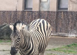 19-05-2018-zoo-dvur-kralove_1.jpg