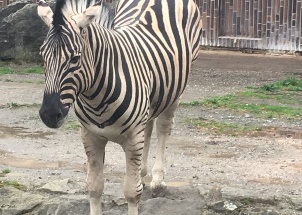 isnghlboq3_19-05-2018-zoo-dvur-kralove_1