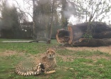 19-05-2018-zoo-dvur-kralove_2.jpg