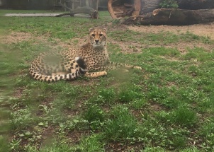 isnghlboq3_19-05-2018-zoo-dvur-kralove_1