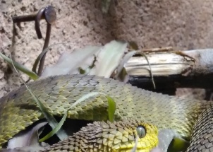 isnghlboq3_19-05-2018-zoo-dvur-kralove_1