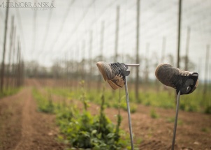 dopxdhta1t_18-05-2018-chmelova-vypomoc_1