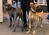2-12-2018-prague-expo-dog_2.jpg