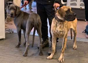 j8yk24z2mo_2-12-2018-prague-expo-dog_1