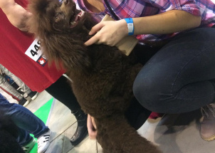 j8yk24z2mo_2-12-2018-prague-expo-dog_1