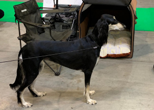 j8yk24z2mo_2-12-2018-prague-expo-dog_1