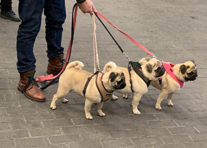 j8yk24z2mo_2-12-2018-prague-expo-dog_1