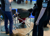 2-12-2018-prague-expo-dog_7.jpg