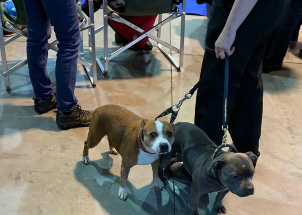 j8yk24z2mo_2-12-2018-prague-expo-dog_1