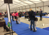 2-12-2018-prague-expo-dog_11.jpg