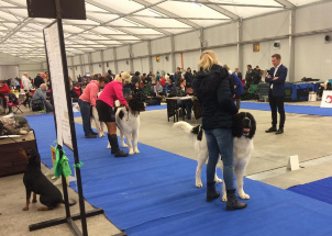 j8yk24z2mo_2-12-2018-prague-expo-dog_1