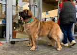 2-12-2018-prague-expo-dog_5.jpg