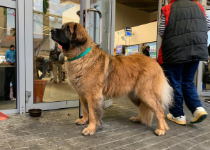 j8yk24z2mo_2-12-2018-prague-expo-dog_1