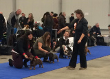 2-12-2018-prague-expo-dog_22.jpg