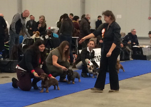 j8yk24z2mo_2-12-2018-prague-expo-dog_1