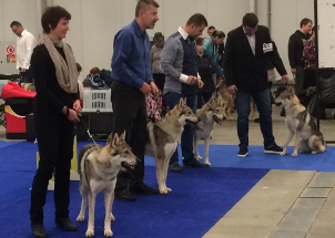 j8yk24z2mo_2-12-2018-prague-expo-dog_1