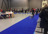2-12-2018-prague-expo-dog_25.jpg