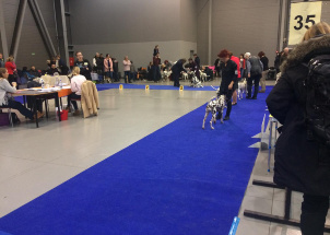 j8yk24z2mo_2-12-2018-prague-expo-dog_1