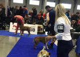 2-12-2018-prague-expo-dog_16.jpg