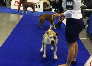 j8yk24z2mo_2-12-2018-prague-expo-dog_1