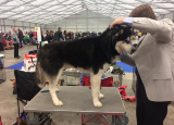 2-12-2018-prague-expo-dog_19.jpg