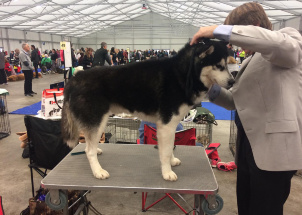 j8yk24z2mo_2-12-2018-prague-expo-dog_1