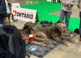 2-12-2018-prague-expo-dog_8.jpg