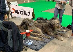 j8yk24z2mo_2-12-2018-prague-expo-dog_1