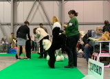 2-12-2018-prague-expo-dog_6.jpg