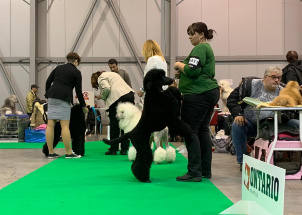j8yk24z2mo_2-12-2018-prague-expo-dog_1
