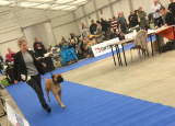 2-12-2018-prague-expo-dog_14.jpg