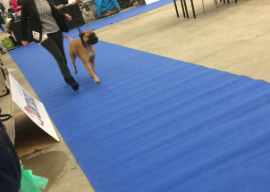 j8yk24z2mo_2-12-2018-prague-expo-dog_1