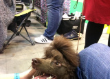 2-12-2018-prague-expo-dog_23.jpg