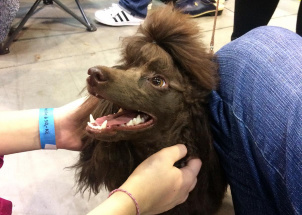 j8yk24z2mo_2-12-2018-prague-expo-dog_1
