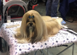 2-12-2018-prague-expo-dog_15.jpg
