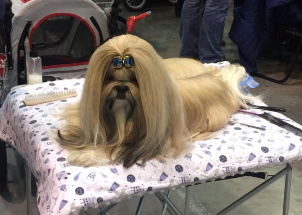 j8yk24z2mo_2-12-2018-prague-expo-dog_1