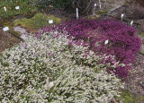 11-04-2019-jarni-prace-na-botanicke-zahrade_11.jpg