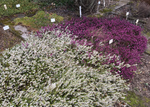 qb9x8r0g4i_11-04-2019-jarni-prace-na-botanicke-zahrade_1