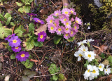 11-04-2019-jarni-prace-na-botanicke-zahrade_7.jpg