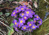 11-04-2019-jarni-prace-na-botanicke-zahrade_6.jpg