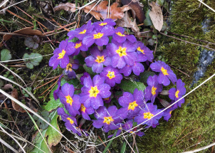 qb9x8r0g4i_11-04-2019-jarni-prace-na-botanicke-zahrade_1